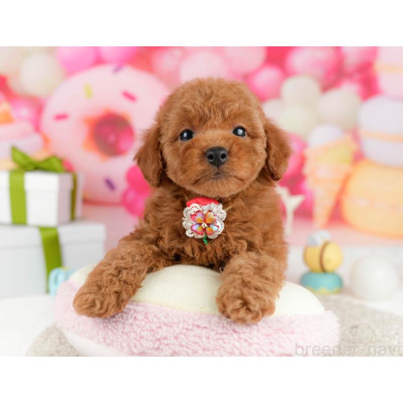 販売中の東京都のトイプードル-448731の4枚目