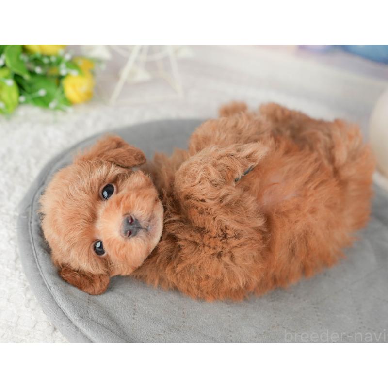 販売中の千葉県のトイプードル-448205の8枚目