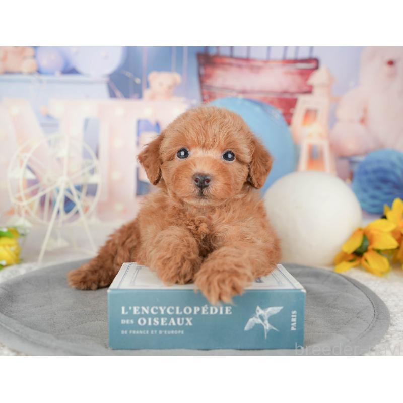 販売中の千葉県のトイプードル-448205の6枚目