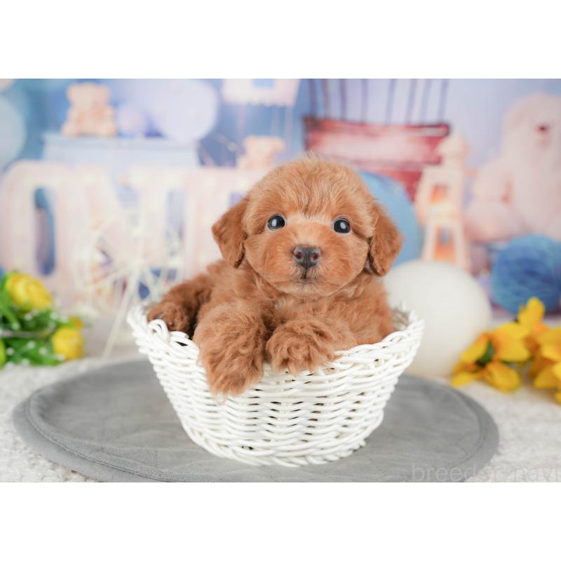 販売中の千葉県のトイプードル-448205の5枚目