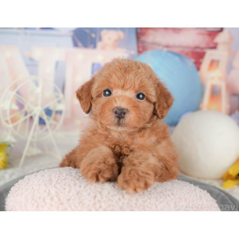 販売中の千葉県のトイプードル-448205の3枚目