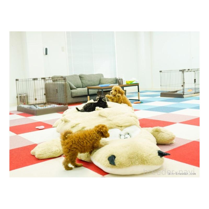 販売中の東京都のミックス犬-448732の10枚目