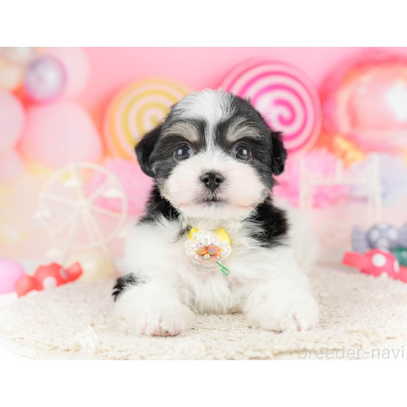 販売中の東京都のミックス犬-448732の6枚目