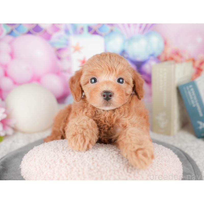 販売中の千葉県のトイプードル-448204の1枚目