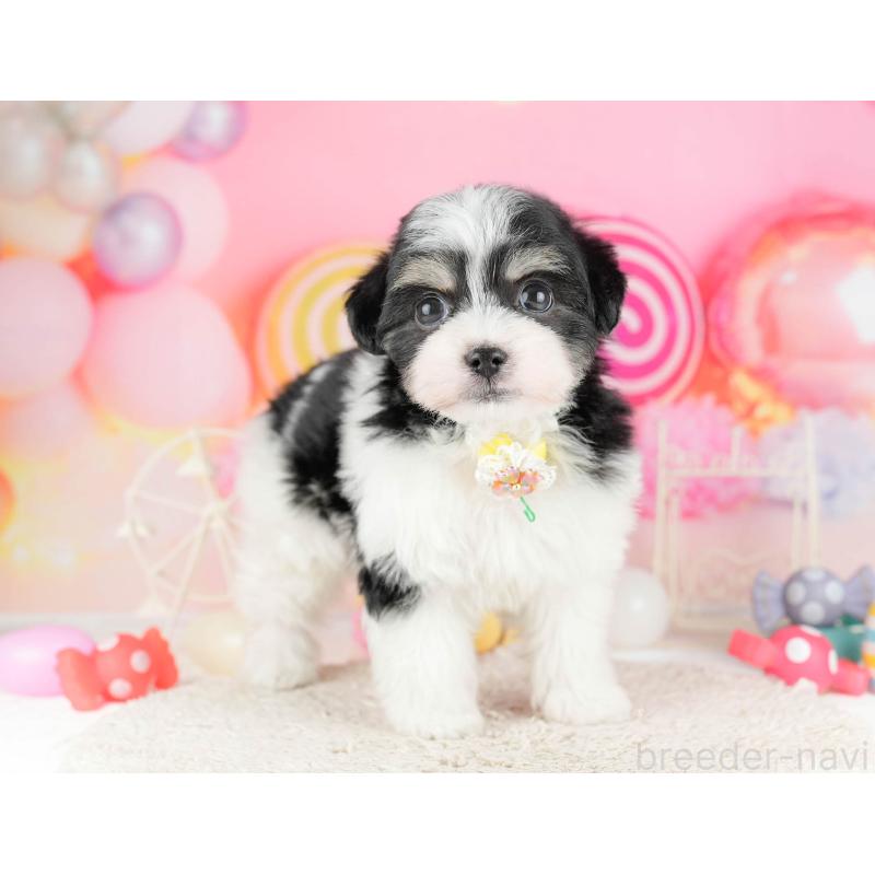 販売中の東京都のミックス犬-448732の5枚目