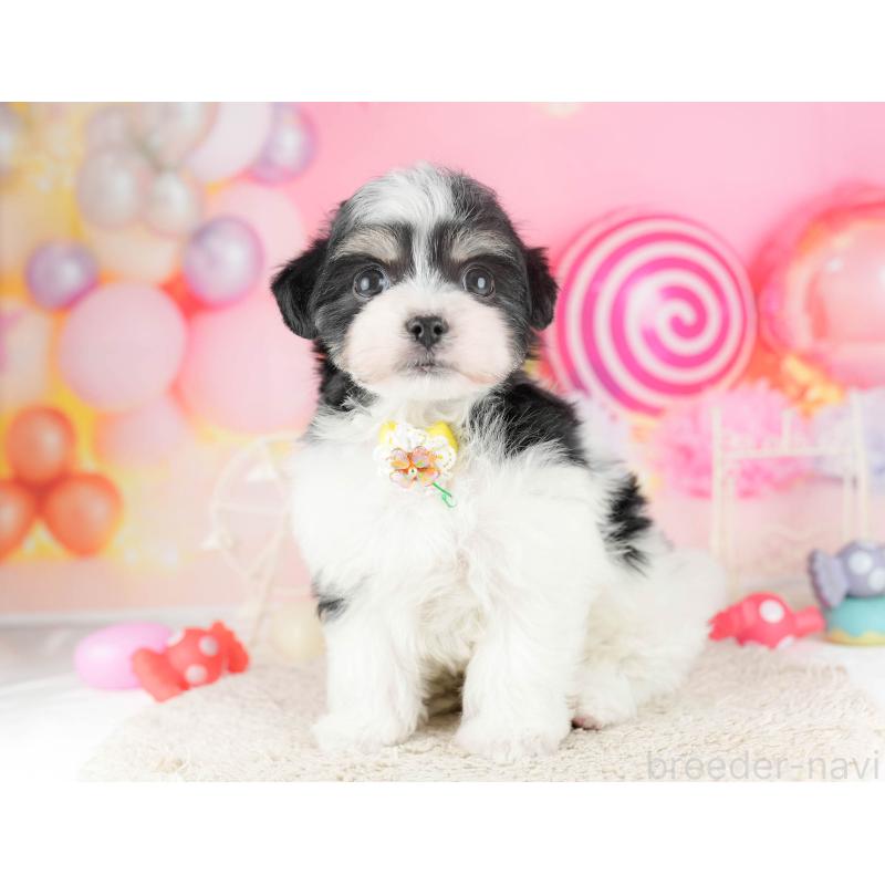 販売中の東京都のミックス犬-448732の4枚目