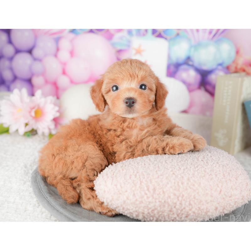 販売中の千葉県のトイプードル-448204の11枚目