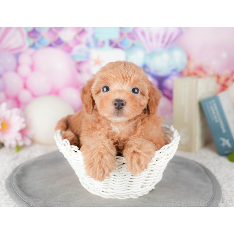 販売中の千葉県のトイプードル-448204の10枚目