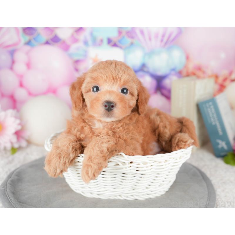 販売中の千葉県のトイプードル-448204の9枚目