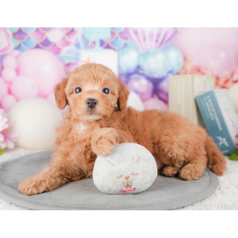 販売中の千葉県のトイプードル-448204の7枚目