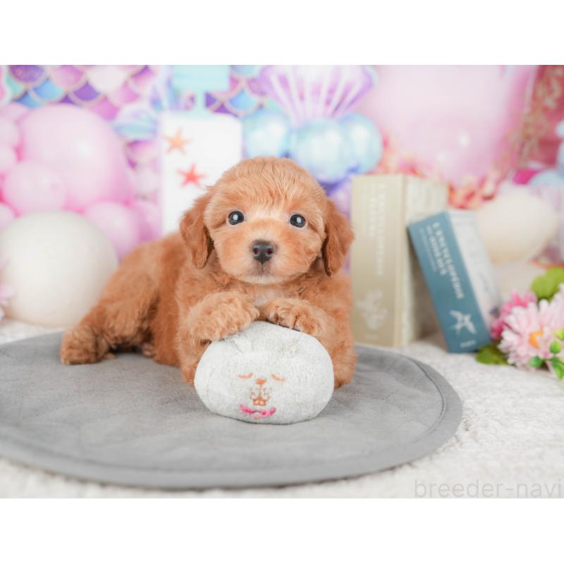 販売中の千葉県のトイプードル-448204の6枚目