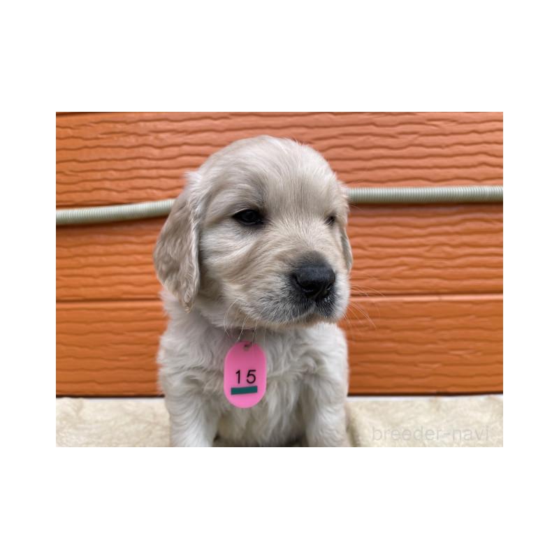 販売中の茨城県のゴールデンレトリーバー-447944の6枚目