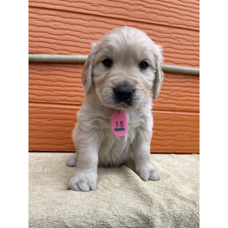 販売中の茨城県のゴールデンレトリーバー-447944の5枚目