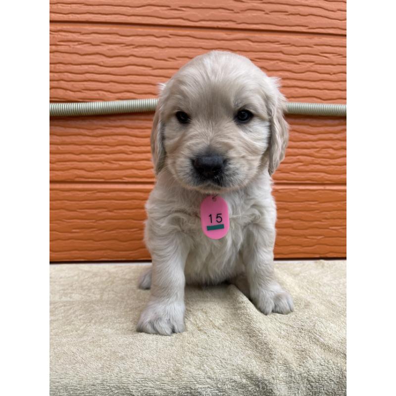 販売中の茨城県のゴールデンレトリーバー-447944の4枚目