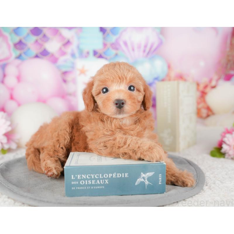 販売中の千葉県のトイプードル-448204の5枚目