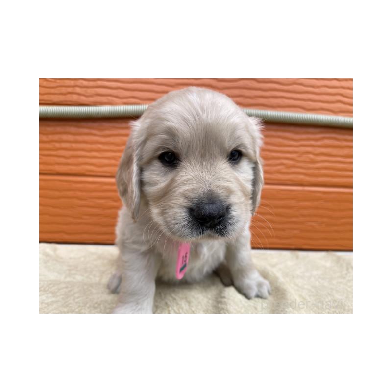 販売中の茨城県のゴールデンレトリーバー-447944の3枚目