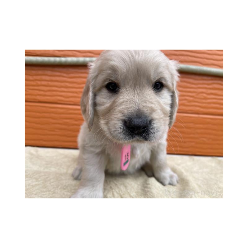 販売中の茨城県のゴールデンレトリーバー-447944の2枚目