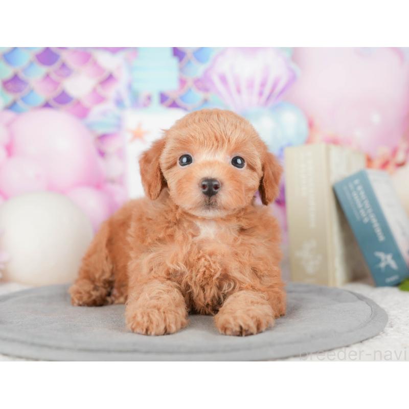 販売中の千葉県のトイプードル-448204の4枚目