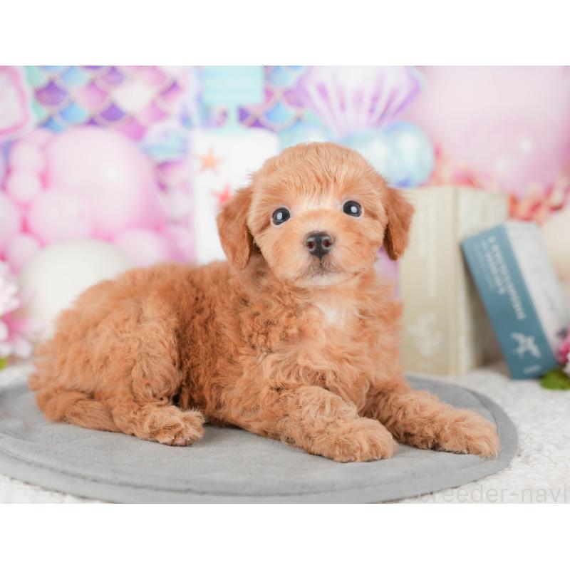 販売中の千葉県のトイプードル-448204の3枚目