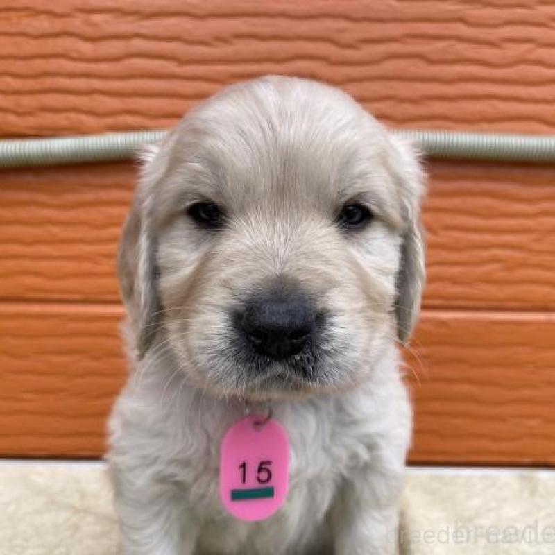 販売中の茨城県のゴールデンレトリーバー-447944の1枚目