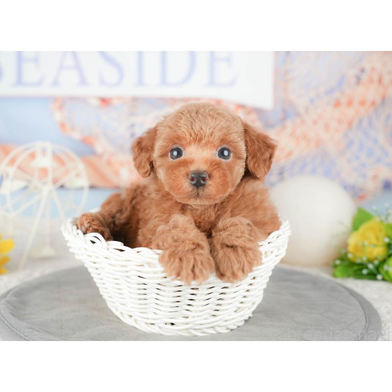 販売中の千葉県のトイプードル-448203