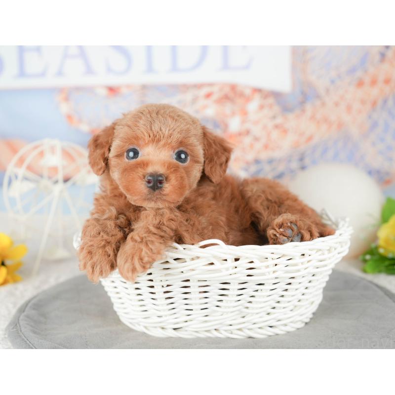 販売中の千葉県のトイプードル-448203の11枚目