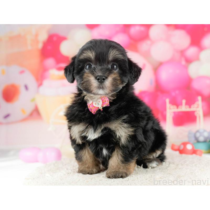 販売中の東京都のミックス犬-448734の6枚目