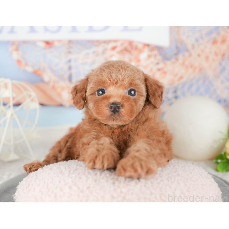 販売中の千葉県のトイプードル-448203の10枚目