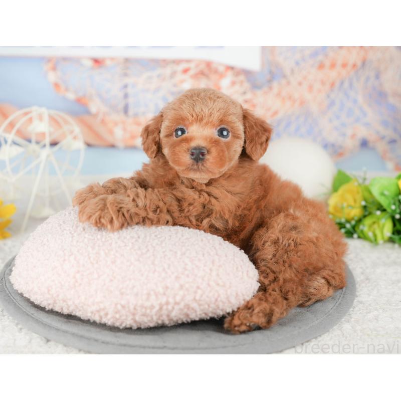 販売中の千葉県のトイプードル-448203の9枚目