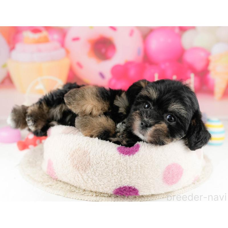 販売中の東京都のミックス犬-448734の3枚目