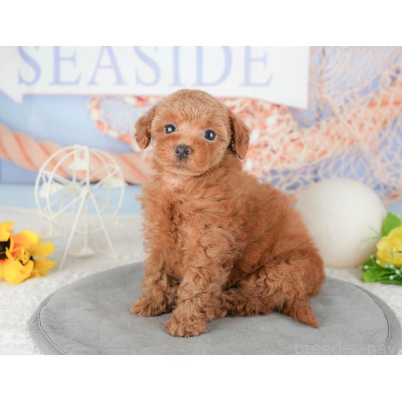 販売中の千葉県のトイプードル-448203の8枚目