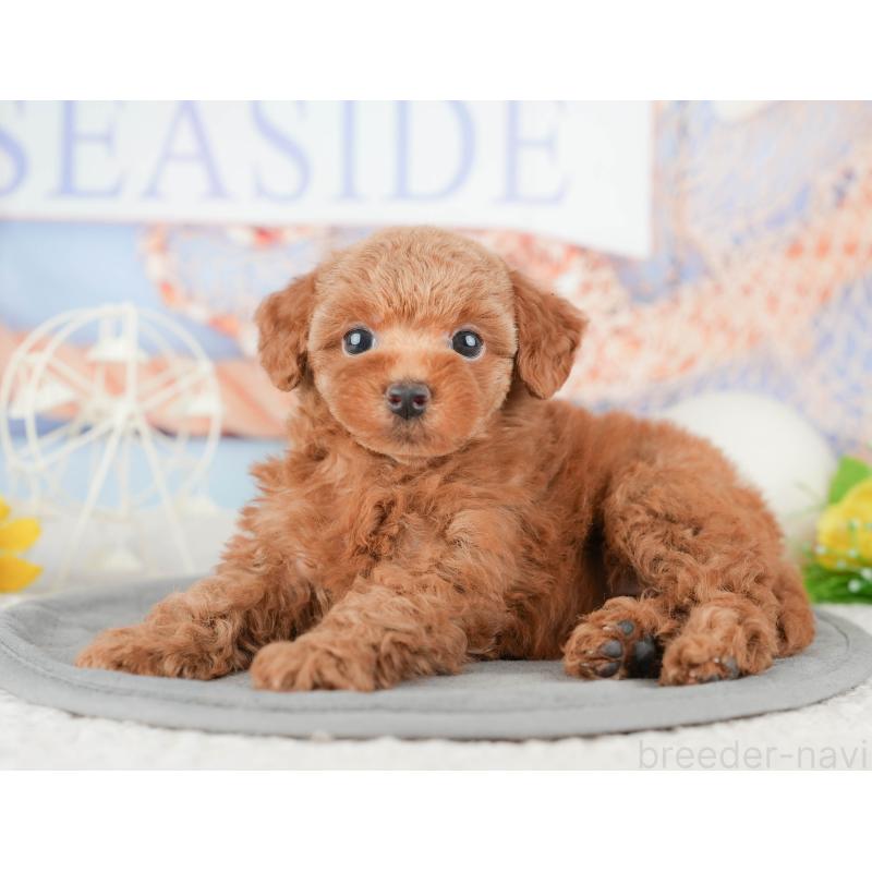 販売中の千葉県のトイプードル-448203の7枚目