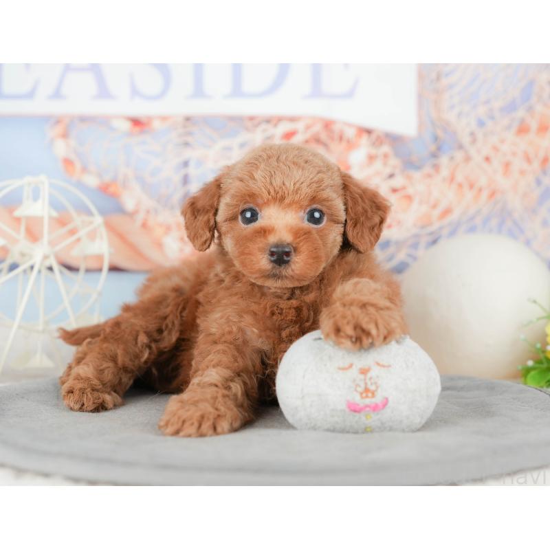 販売中の千葉県のトイプードル-448203の6枚目