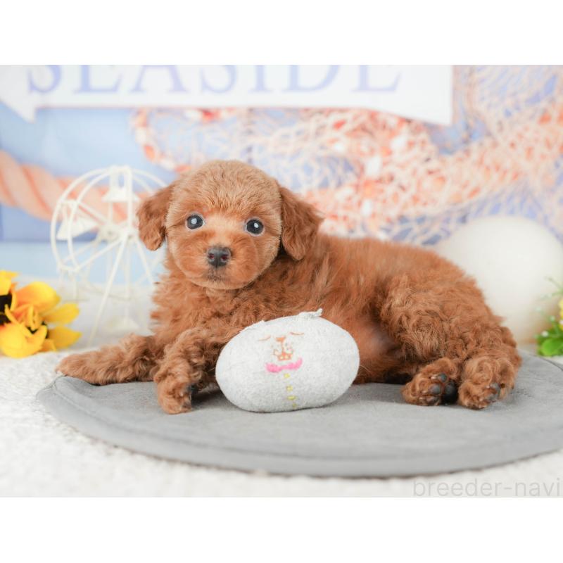 販売中の千葉県のトイプードル-448203の5枚目