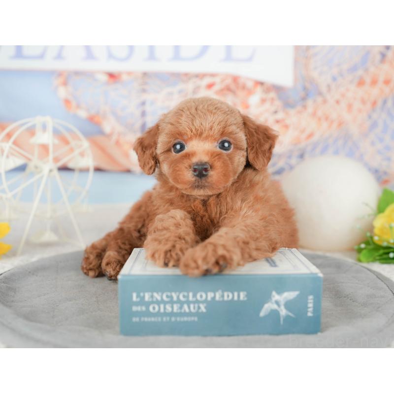 販売中の千葉県のトイプードル-448203の4枚目