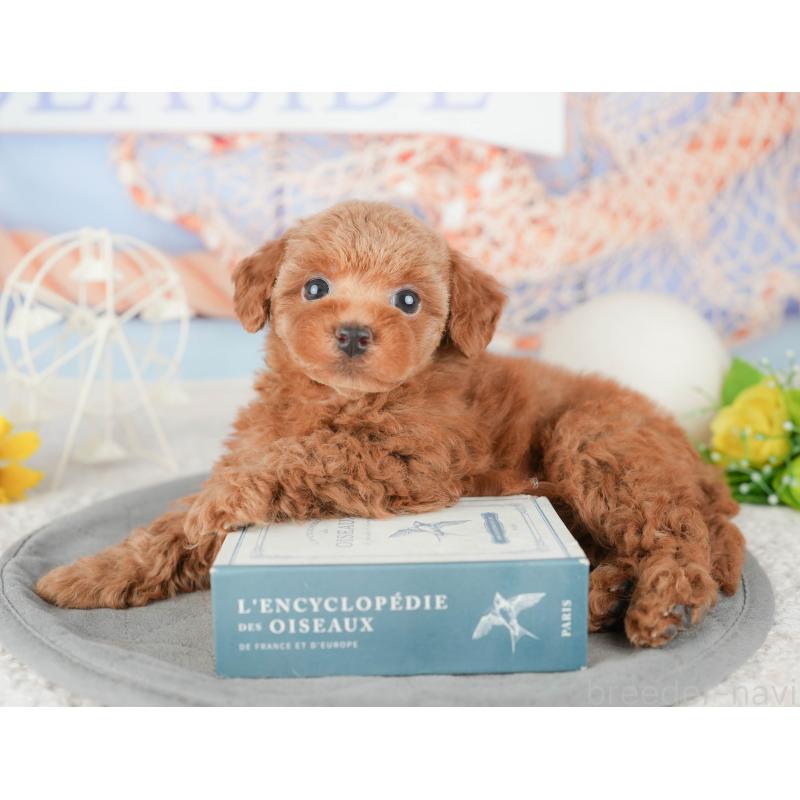 販売中の千葉県のトイプードル-448203の3枚目