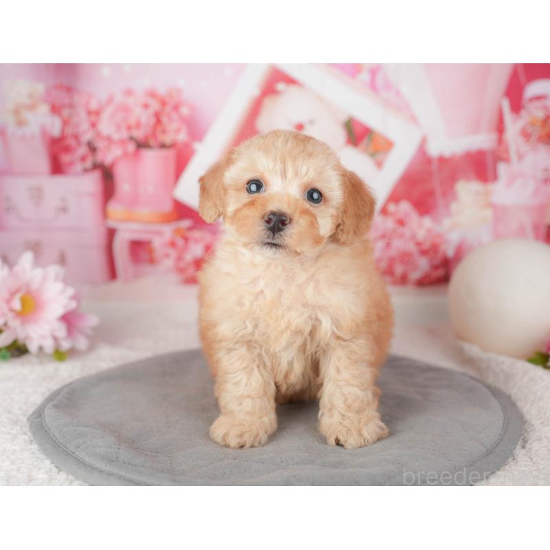 販売中の千葉県のトイプードル-448199