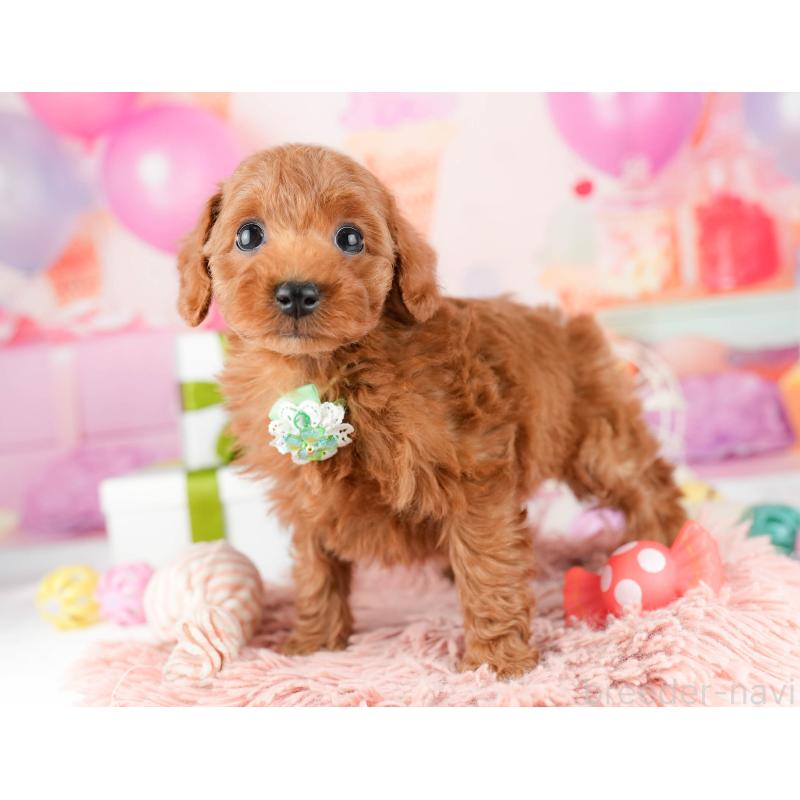 販売中の東京都のトイプードル-448749の7枚目