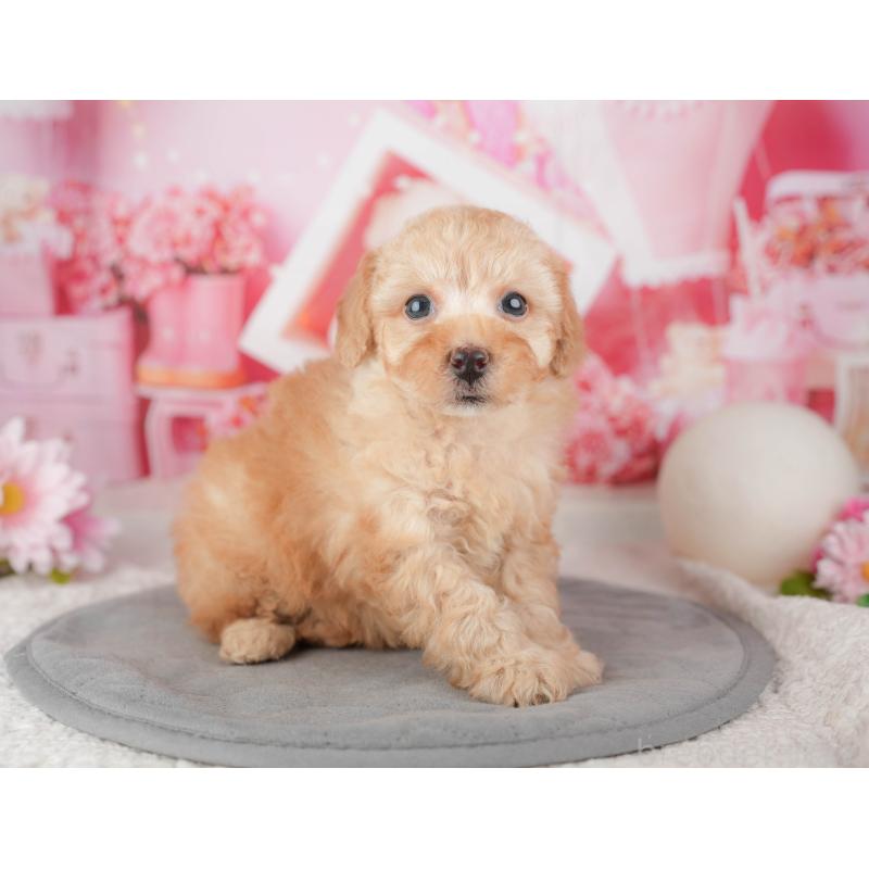 販売中の千葉県のトイプードル-448199の11枚目