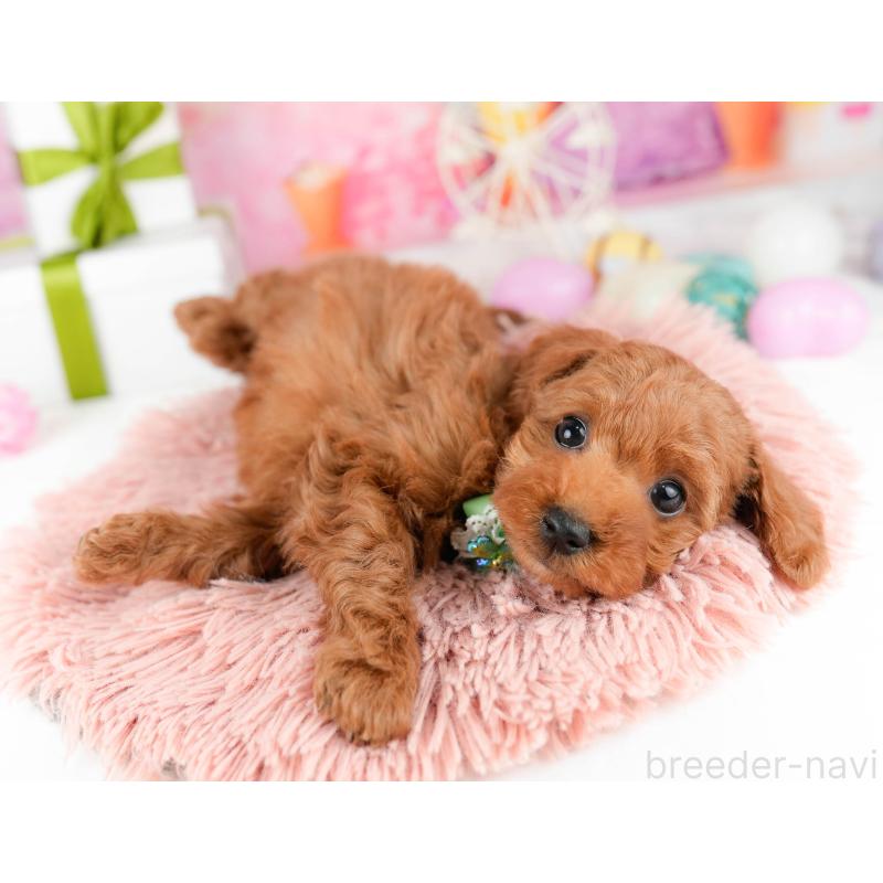 販売中の東京都のトイプードル-448749の6枚目