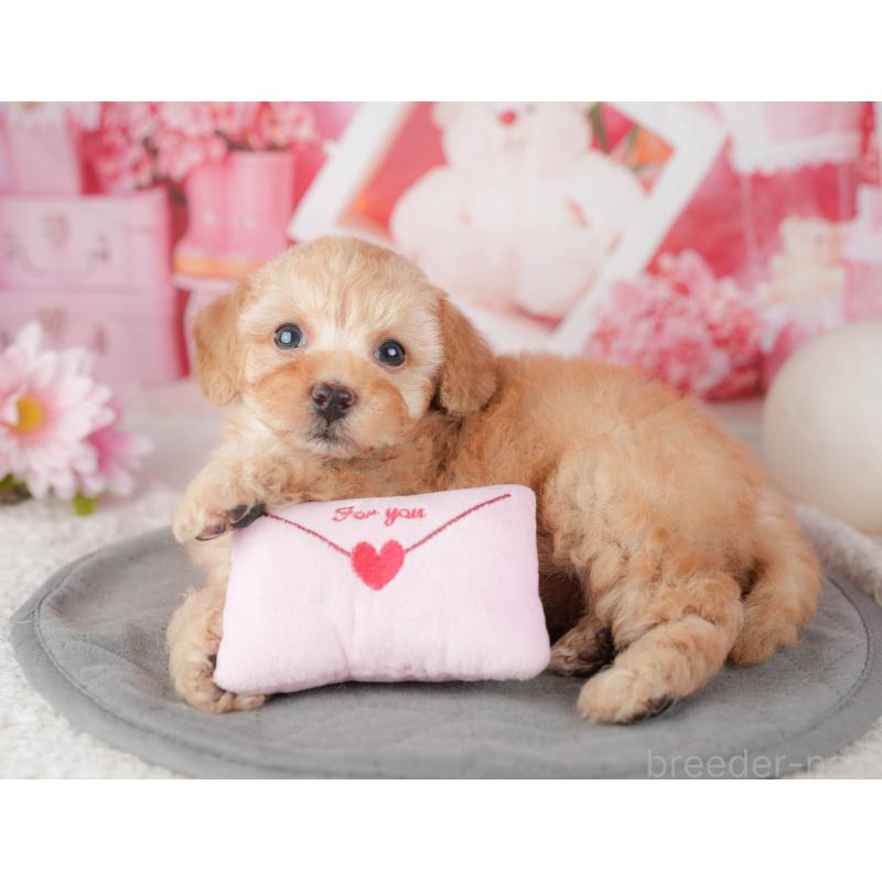 販売中の千葉県のトイプードル-448199の10枚目