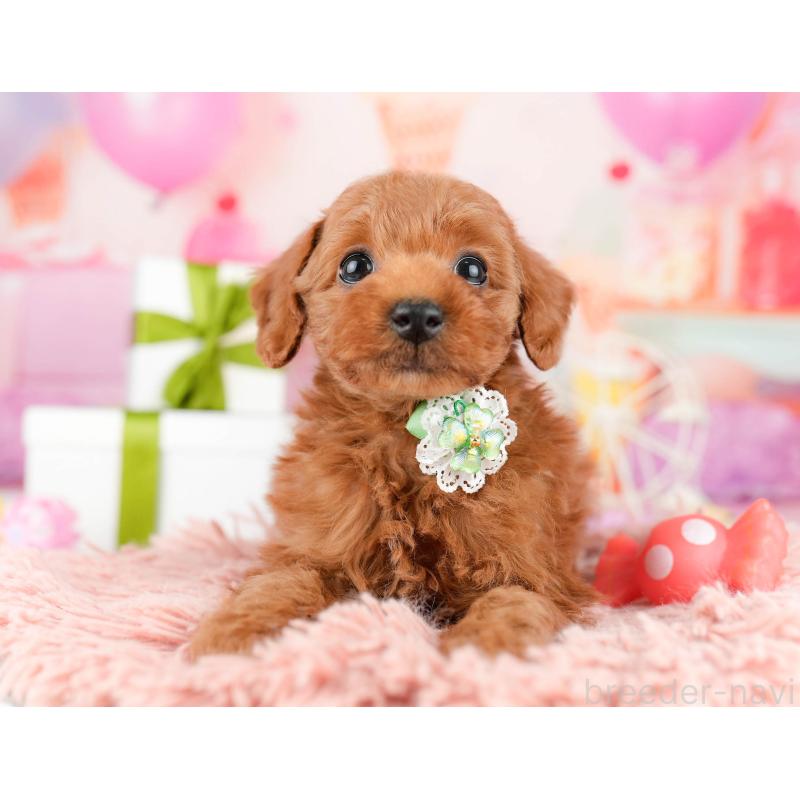 販売中の東京都のトイプードル-448749の5枚目