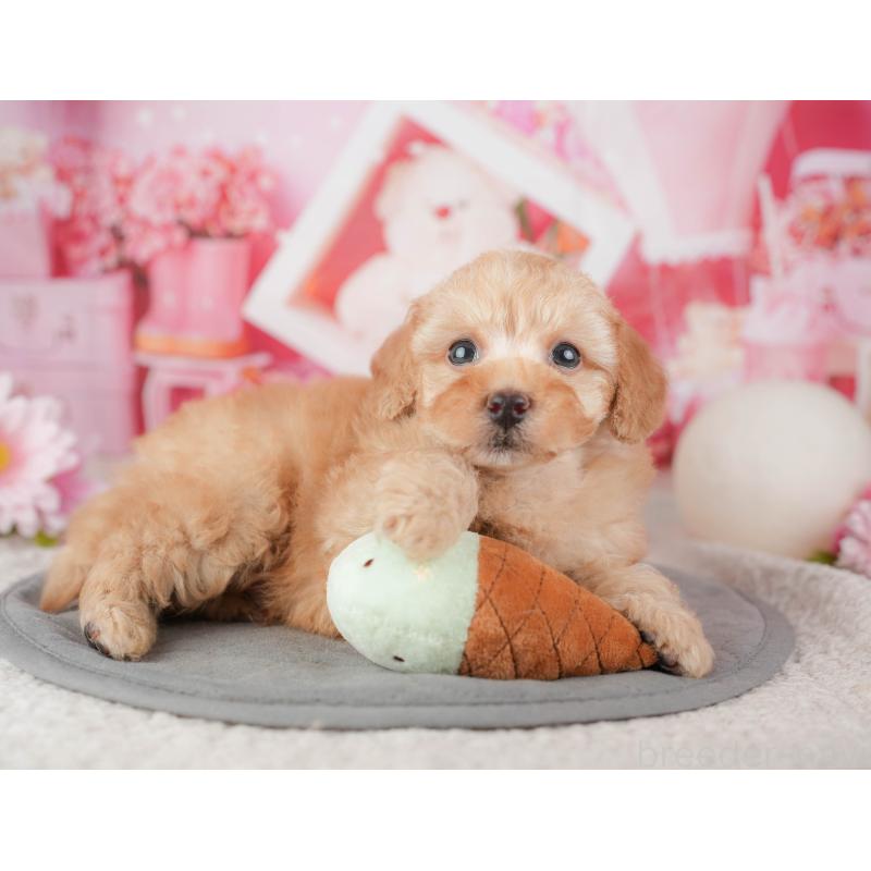 販売中の千葉県のトイプードル-448199の9枚目