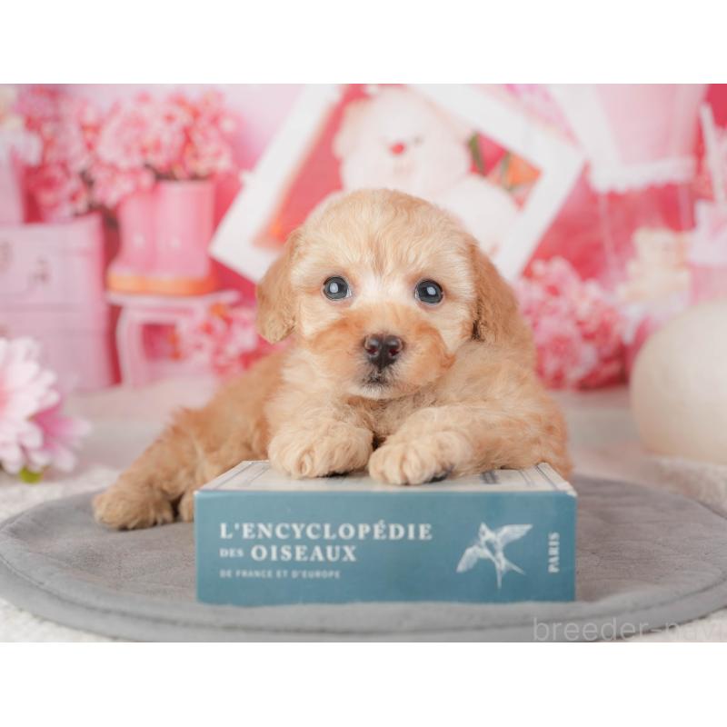 販売中の千葉県のトイプードル-448199の8枚目