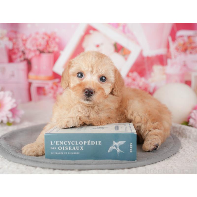 販売中の千葉県のトイプードル-448199の7枚目