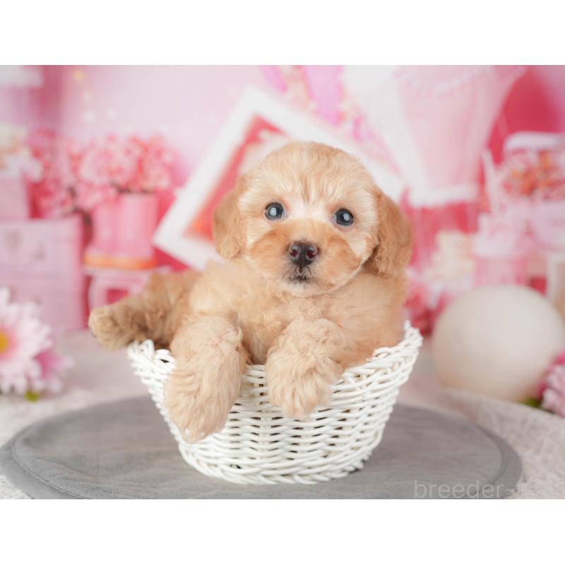 販売中の千葉県のトイプードル-448199の6枚目