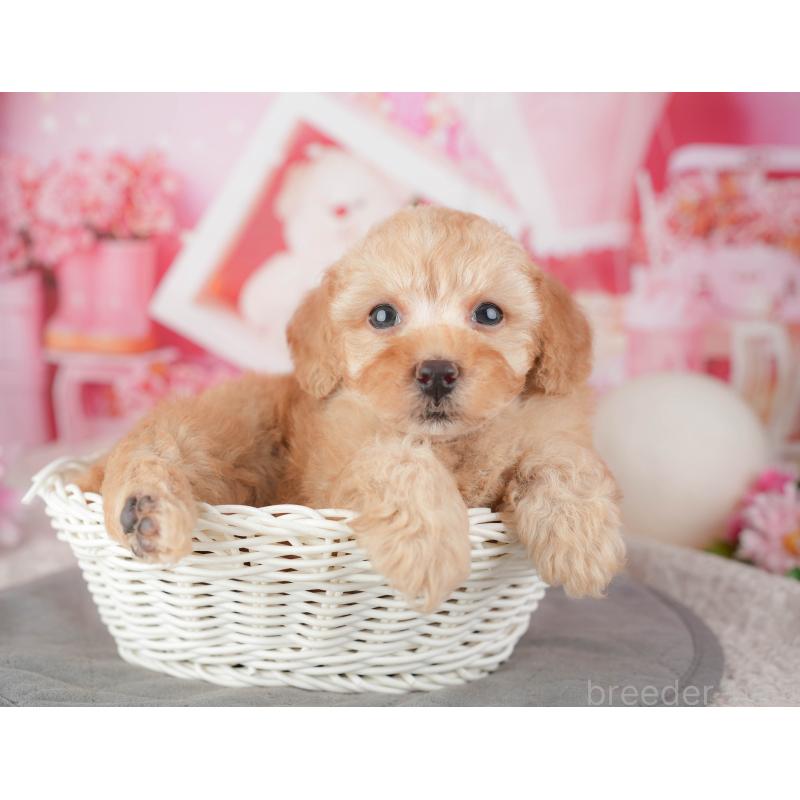 販売中の千葉県のトイプードル-448199の5枚目