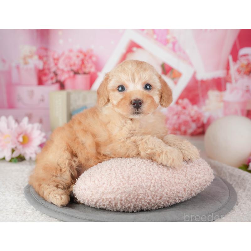 販売中の千葉県のトイプードル-448199の4枚目