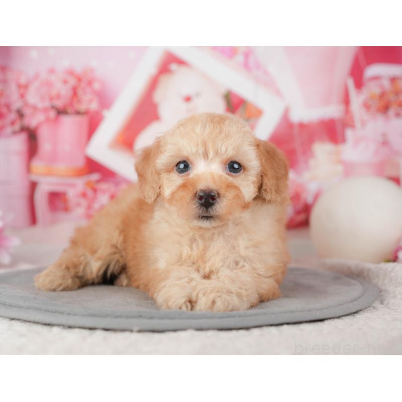 販売中の千葉県のトイプードル-448199の3枚目