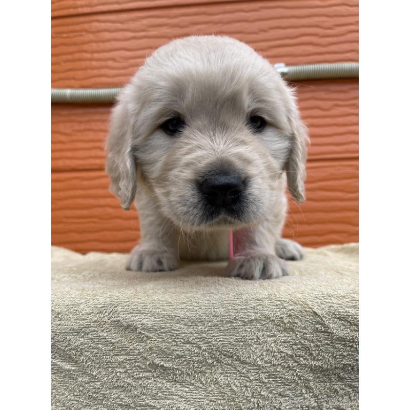 販売中の茨城県のゴールデンレトリーバー-447947の8枚目